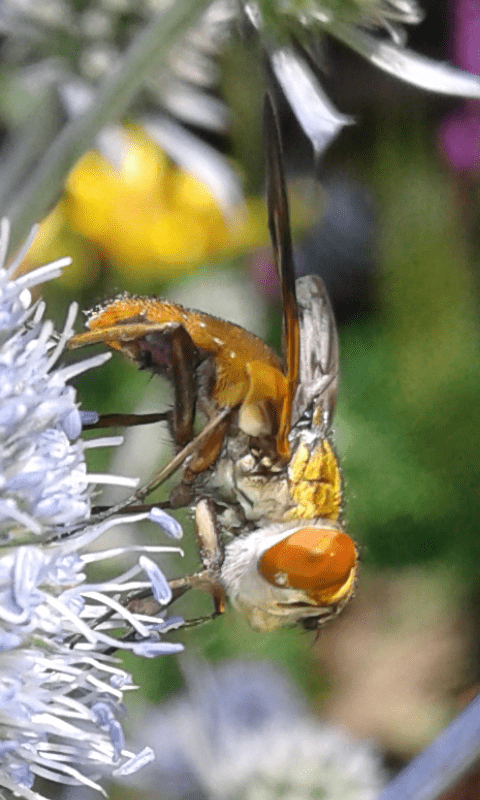 Ectophasia sp. 2 (Tachinidae)?